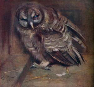 Un joven búho marrón, 1907 de Edwin John Alexander