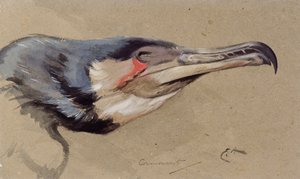 Cormorán