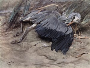 Garza