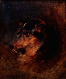 Estudio de la cabeza de un perro collie de Edwin Landseer