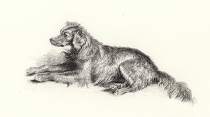 Un Perro Setter