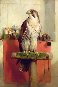 Halcón, 1837