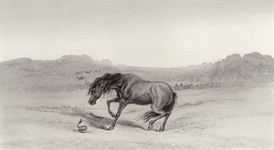 ¡Sorprendido! de Edwin Landseer