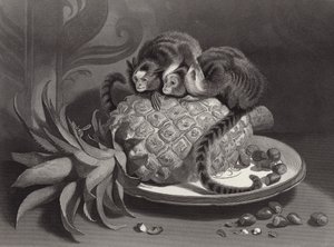Las Marmozettes de Edwin Landseer