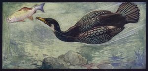 Un cormorán y su presa