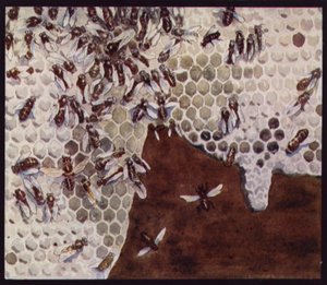 Abejas trabajando en el panal