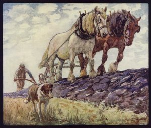 Caballos de tiro ingleses arando