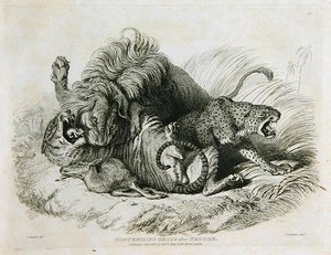 Grupo contendiente después de la naturaleza, lámina 6 de Veinte grabados de leones, tigres, panteras y leopardos... grabado por Thomas Landseer, 1823 de Edwin after Landseer