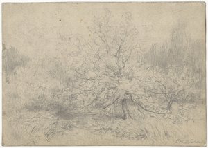 Paisaje con un árbol destacado en el centro
