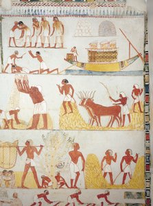 Barco y escenas de cosecha, recolección, transporte y procesamiento de grano, fresco, ala sur, cámara transversal, Tumba Tebana TT69, Sheikh Abd el-Qurna, Tebas (Lista del Patrimonio Mundial de la Unesco) de Egyptian 18th Dynasty