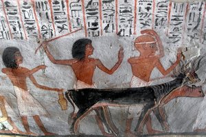 Antigüedad egipcia: personajes guiando cabezas de ganado. Pintura de la Tumba de Roy (TT255). Dinastía XVIII. De la orilla oeste de Luxor, Egipto