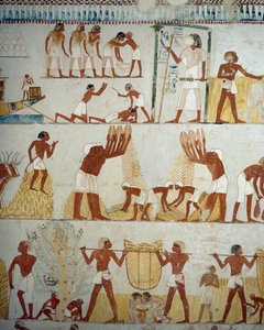 Cosecha, trilla y aventado de grano (detalle) de Egyptian 18th Dynasty