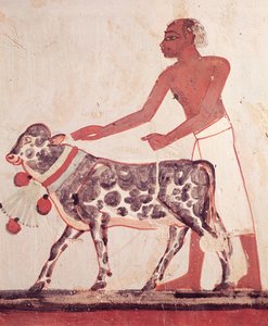 Campesino llevando una vaca al sacrificio, de la Tumba de Menna de Egyptian 18th Dynasty