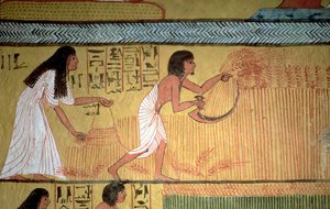(detalle) de una escena de cosecha en la pared este, de la Tumba de Sennedjem, La Aldea de los Trabajadores, Nuevo Reino de Egyptian 19th Dynasty