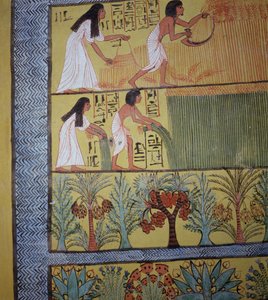 Detalle de una escena de cosecha en la Pared Este, de la Tumba de Sennedjem, La Aldea de los Trabajadores, Nuevo Reino de Egyptian 19th Dynasty