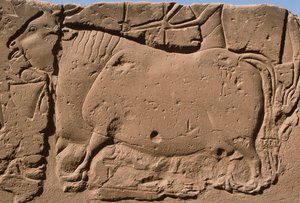 Detalle de un relieve que representa una vaca, patio de Ramsés II (1298-32 a.C.)