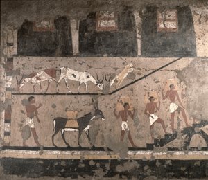 Escena agrícola, pintura mural removida de la Mastaba de Ti en Saqqara, Reino Antiguo, c.2494-2345 a.C. de Egyptian 5th Dynasty