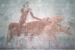 Ganado cruzando un canal en la capilla mastaba de Ti