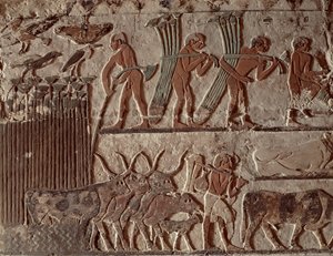 Cosecha de papiro y un grupo de vacas, Reino Antiguo
