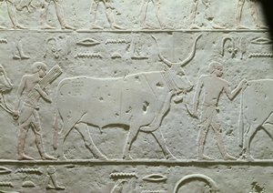 Pastor guiando un toro, detalle de la Mastaba de Akhethotep, de Saqqara, Reino Antiguo, c.2500 a.C. (piedra caliza pintada)