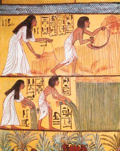 Detalle de una escena de cosecha en la pared este, de la tumba de Sennedjem, La Aldea de los Trabajadores de Egyptian Egyptian