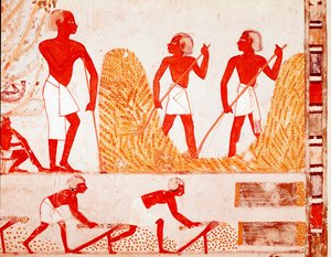 Escena de cosecha en el Antiguo Egipto (Fresco)