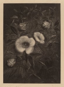 Rosas silvestres