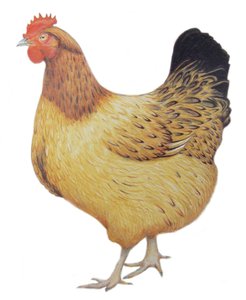 Pollo, 2012 (acuarela y lápiz sobre papel)