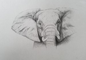 Elefante, 2011 (acuarela y lápiz sobre papel)