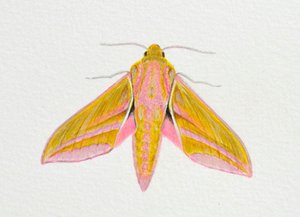 Polilla de halcón elefante, 2023