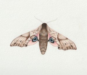 Polilla halcón de ojos, 2023 (acuarela)