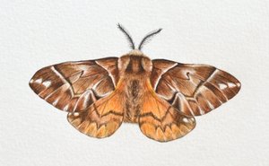 Polilla Kentish Glory, 2023