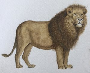 León, 2019 (pintura de acuarela y lápiz)