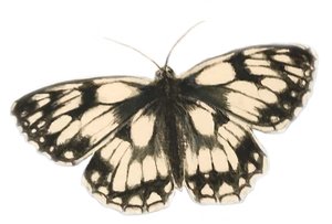 Mariposa blanca jaspeada, 2019 (pintura de acuarela y lápiz)
