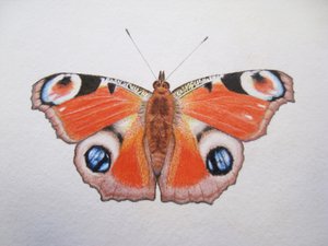 Mariposa pavo real, 2012 (acuarela y lápiz)