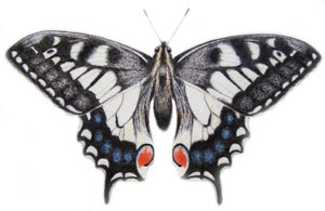 Cola de golondrina, 2012 (acuarela y lápiz)