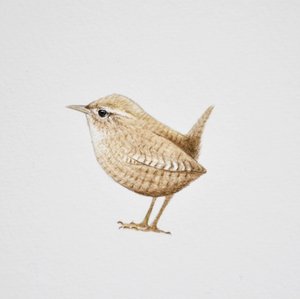 Wren, 2019 (pintura acuarela y lápiz)