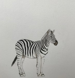 Cebra, 2018 (lápiz acuarelable y pintura)