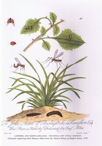 Mariquita y papá patas largas: Coccinella y Tipula Oleracea de Eleazar (after) Albin