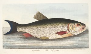 El cacho, de Un tratado sobre peces y estanques de peces, pub. 1832 de Eleazar Albin