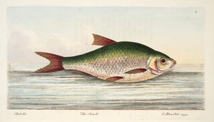 El rutilo, de Un tratado sobre peces y estanques de peces, pub. 1832 de Eleazar Albin