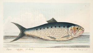 El sábalo, de Un tratado sobre peces y estanques de peces, pub. 1832 de Eleazar Albin