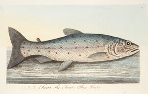 La trucha, de Un tratado sobre peces y estanques de peces, pub. 1832 de Eleazar Albin