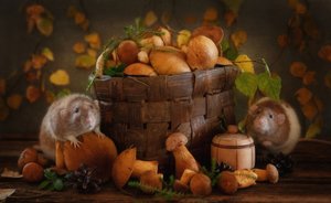 Amigos de las setas de otoño