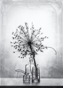 Estudio botánico en blanco y negro de Eleonora Grigorjeva