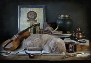 El estudio del gato dormido