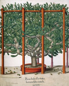 Ficus Indica Eystetten fis ex uno Folio Enata lu Xurians, 1613 de Elias Gottleib Haussmann