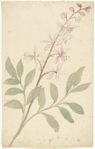 Estudio de las flores de Elias van Nijmegen