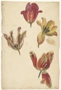 Estudios de cuatro tulipanes de Elias van Nijmegen