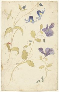 Estudios de las flores moradas y azules de Elias van Nijmegen